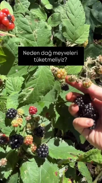Yedi Değirmen — seçili Instagram paylaşımı 5